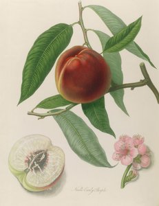 Nektarine: Neals frühe Purpur