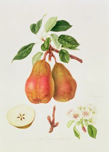 Die Chaumontelle-Birne, 1818