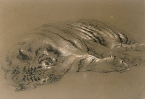 Ein schlafender Tiger, 1876