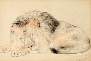 Studie eines Löwen von William Huggins