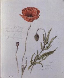 Gemeiner Klatschmohn, gemalt in Seaford, Sussex, 25. Juni 1860