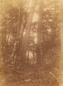 Ohne Titel, aus dem Portfolio Der Wald: Adirondack-Wälder von William James Stillman
