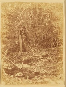 Ohne Titel, aus dem Portfolio Der Wald: Adirondack-Wälder von William James Stillman