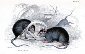 Gravur einer Schwarzen Ratte, die in einer Falle gefangen ist, 1838 von William Jardine