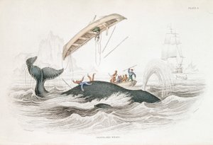 Harpunieren eines Grönlandwals, der eines der angreifenden Boote umgeworfen hat, 1837 von William Jardine