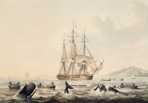 Walfang in den Südmeeren von William John Huggins