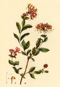 Geißblatt