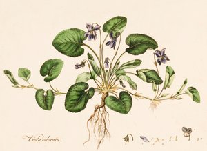 Viola odorata, Duftveilchen, ca. 1770-1790