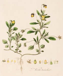 Stiefmütterchen von William Kilburn