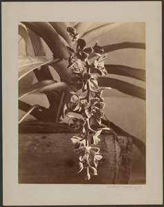 Orchideen, Ceylon von William Louis Henry Skeen