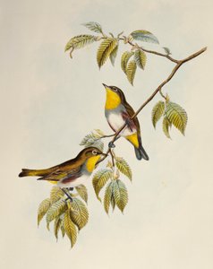 Kastanienflanken-Brillenvogel (Zosterops erythropleurus), Lithografie aus Birds of Asia von William Matthew Hart