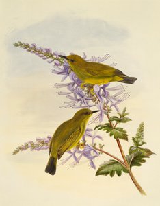 Graukehl-Brillenvogel (Zosterops rendovae), Stich von William Matthew Hart (1830-1908), Vereinigtes Königreich von William Matthew Hart