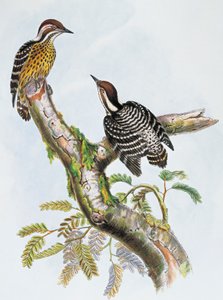Philippinenspecht (Dendrocopos maculatus), Lithographie von William Matthew Hart (1830-1908), Vereinigtes Königreich
