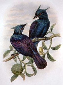 Phonygama Purpureiviolacea (Farblithografie)