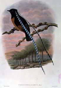 Pteridophora Alberti, König von Sachsen Paradiesvogel (Farblithografie)