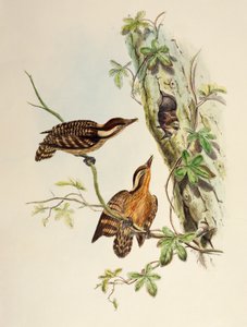 Sunda-Specht (Dendrocopos moluccensis), Lithographie aus Birds of Asia