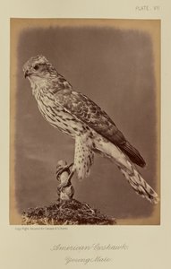 Amerikanischer Habicht, junger Männchen von William Notman