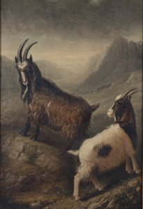 Zwei walisische Ziegen von William Shiels