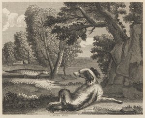 Der Spaniel und das Chamäleon