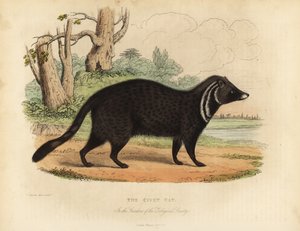 Afrikanische Zibetkatze, Civettictis civetta