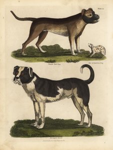 Hunderassen von William Smellie