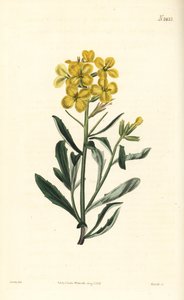 Duftende Mauerblume, Erysimum odoratum von William Smellie