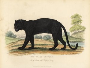 Der schwarze Leopard, Panthera pardus