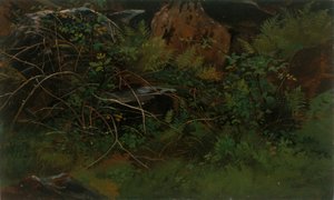 Studie aus der Natur