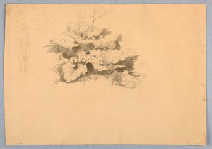 Studie von Laub von William Stanley Haseltine