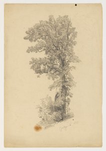 Studie von Laub