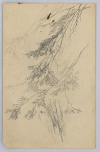 Studie von Laub