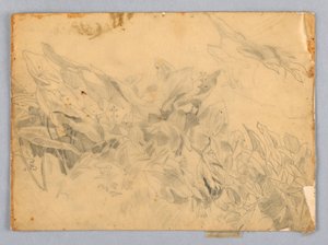 Studie von Laub