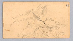 Studie von Laub von William Trost Richards