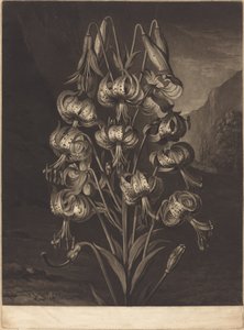 Die prächtige Lilie von William Ward after Philip Reinagle