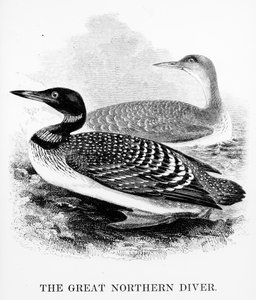 Der Große Nordtaucher, Illustration aus 