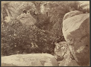 Tiger auf Felsen