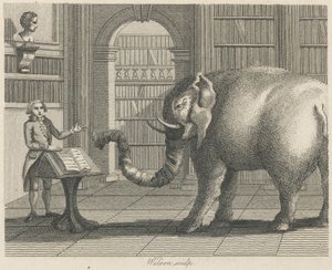 Der Elefant und der Buchhändler von Wilson