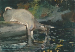 Trinkender Hirsch von Winslow Homer