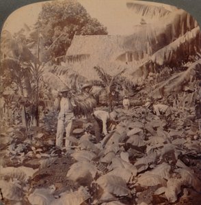 Tabak schneiden - Eine typische Plantage - Provinz Havanna, Kuba, 1899 von Works and Sun Sculpture Studios