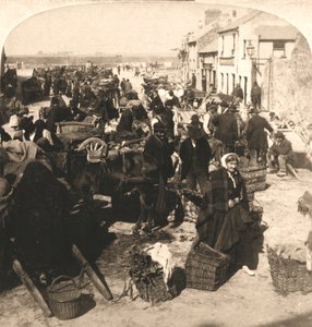 Verkauf des Lebensstabs des Iren, der Kartoffelmarkt, Galway, Irland, 1901