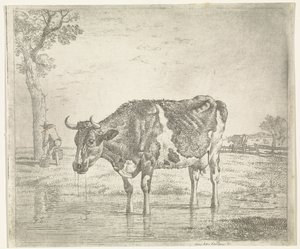 Trinkende Kuh