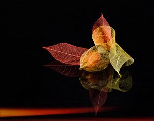 Herbstlaternen leuchten von Yi Pan