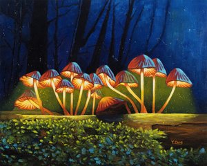 Nachtlicht leuchtende Pilze, 2023