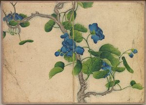 Schreibtischalbum: Blumen- und Vogelmalereien (Kletternde blaue Blumen)