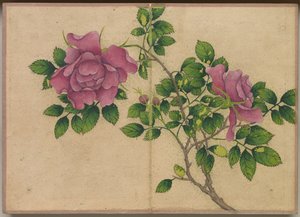 Schreibtischalbum: Blumen- und Vogelmalereien (Rose)