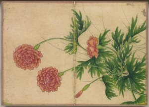 Schreibtischalbum: Blumen- und Vogelmalereien Pfingstrose, 18. Jahrhundert