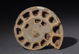 Ammonitenfossil, etwa 170 Millionen Jahre alt (Foto)