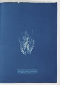 Bangia fusco-purpurea von Frederick (attr. to) Barnard