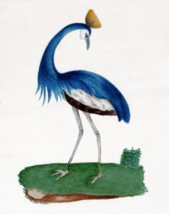 Schopfreiher von . .