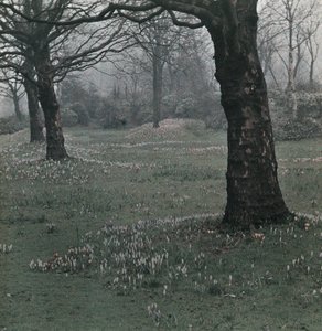 Krokus